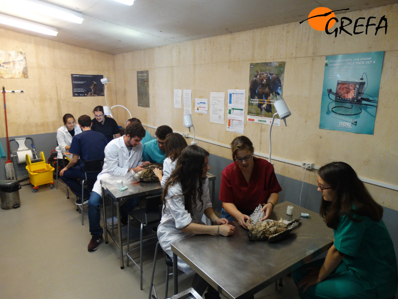 Asistentes al Seminario práctico de Vendajes