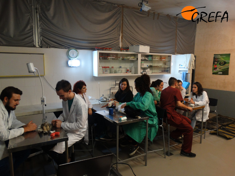 Asistentes al Seminario práctico de Vendajes en aves