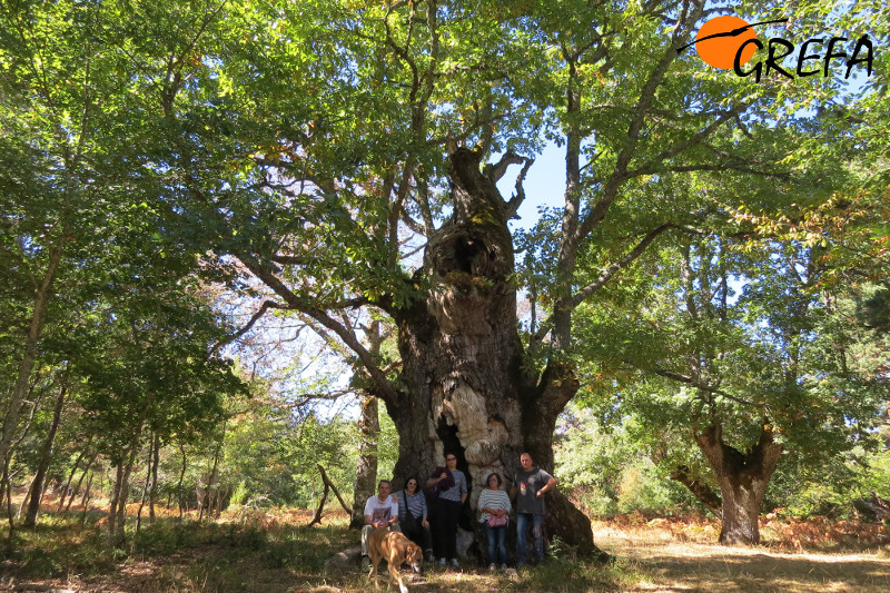 Nuestra madrina junto a voluntarios de GREFA a la sombra del roble centenario de Huerta de Arriba