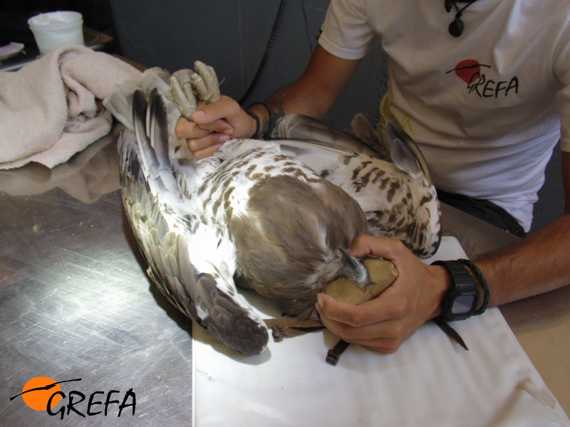 Revisión veterinaria águila culebrera