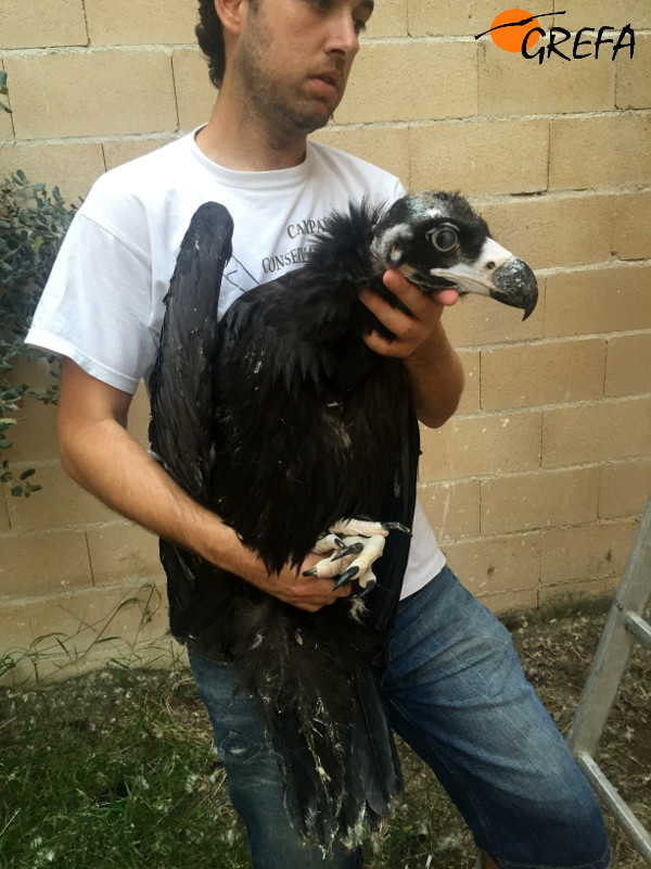 "Zarza" en las instalaciones del centro de cría de GREFA donde nació.