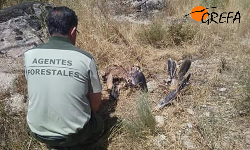 Un Agente Forestal de la Comunidad de Madrid recoge los restos de la joven águila imperial electrocutada. Foto:112