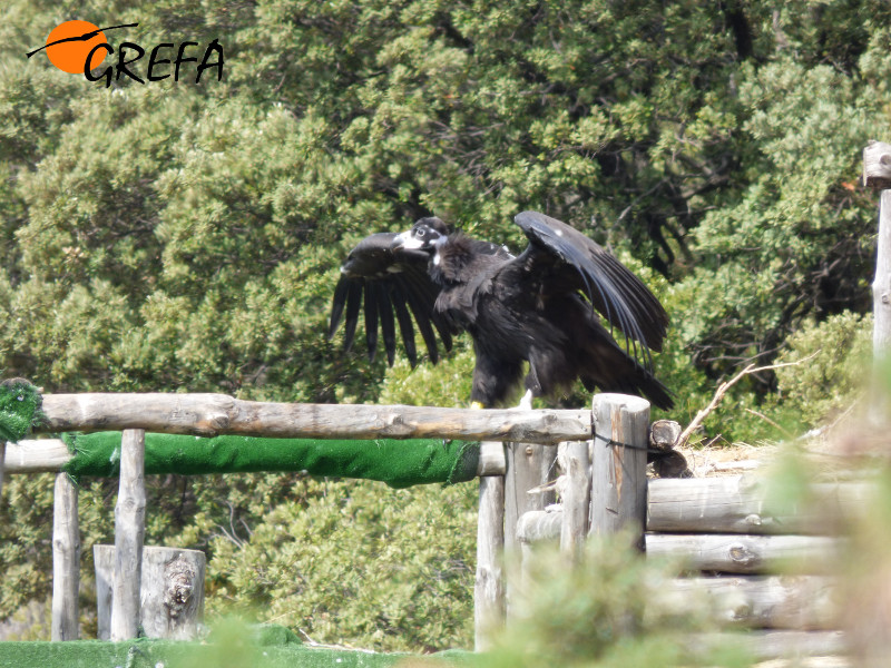 "Zarza" se ejercita para el vuelo en su nido artificial de la reserva de Boumort (Lleida). Foto: Equipo de Trabajo Boumort-Alinyà.
