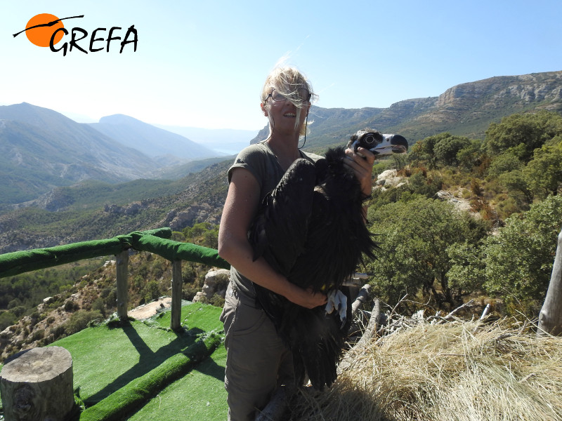 "Zarza" en manos de Émilie, de GREFA, con la reserva de Boumort al fondo. Foto: Equipo de Trabajo Boumort-Alinyà. 