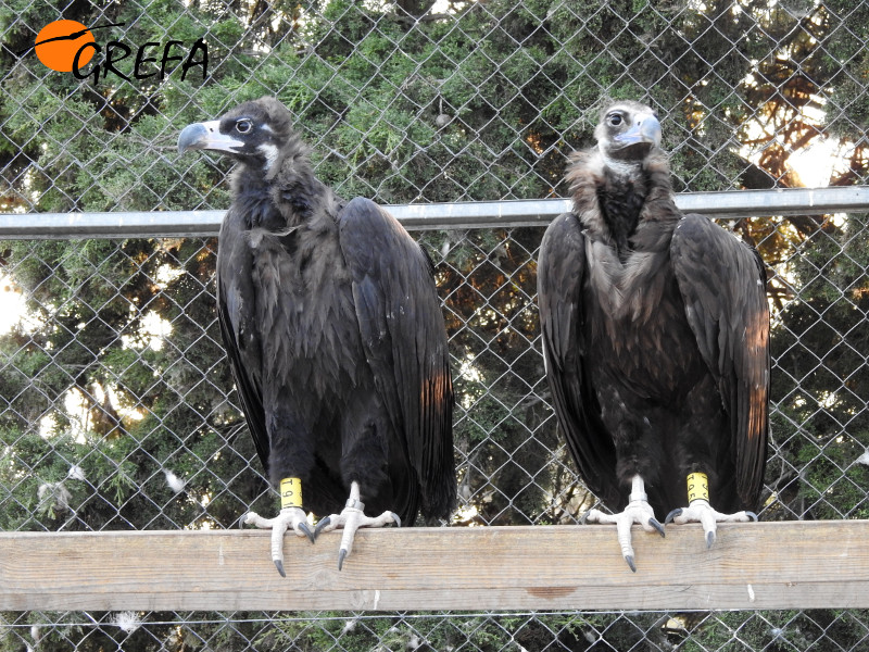 Dos buitres negros destinados a la Sierra de la Demanda reposan en un cercado. Foto: GREFA.