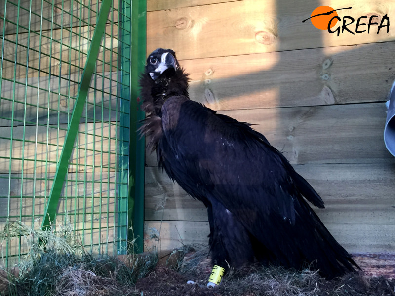 Un buitre negro en el recinto de aclimatación de la especie de Huerta de Arriba (Burgos). Foto: GREFA.