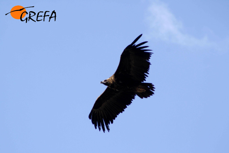 Un buitre negro en vuelo. Foto: GREFA.