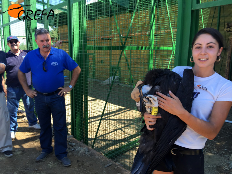  Lorena Juste, bióloga de GREFA, sostiene un buitre negro, junto a Juan Antonio Blanco, alcalde de Huerta de Arriba (Burgos). Foto: GREFA.