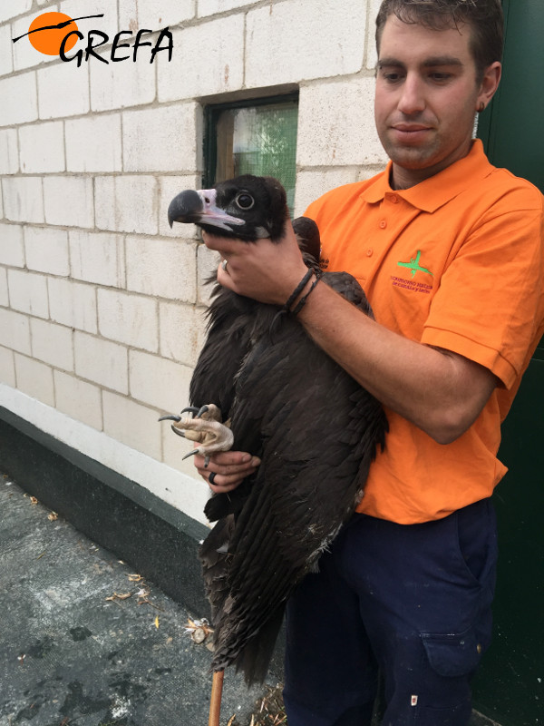 El buitre negro "Zoroastro", en manos de un cuidador del CRAS de Valladolid.