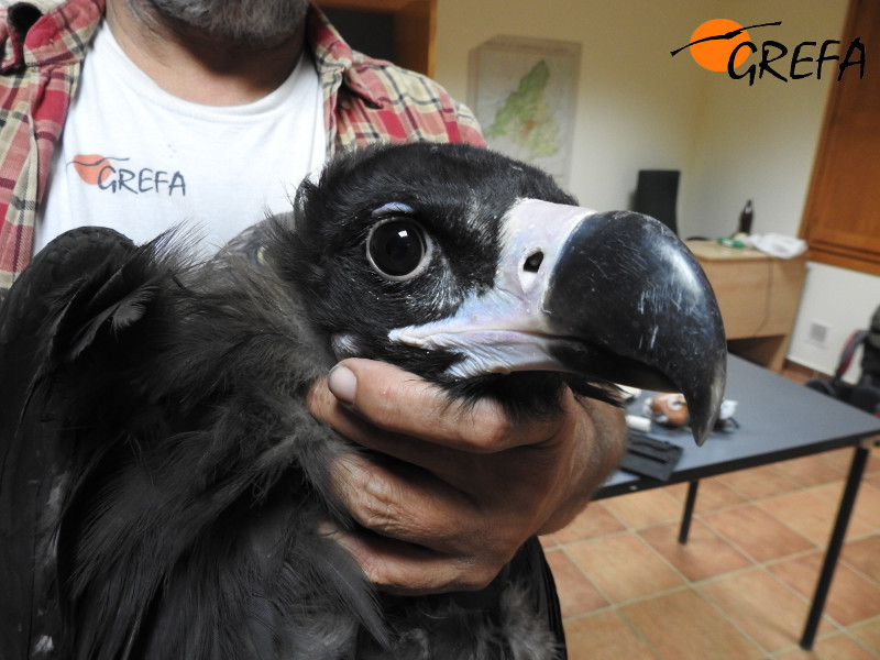 Primer plano de "Zoroastro", uno de los buitres negros cedidos por Castilla y León para el Proyecto Monachus.