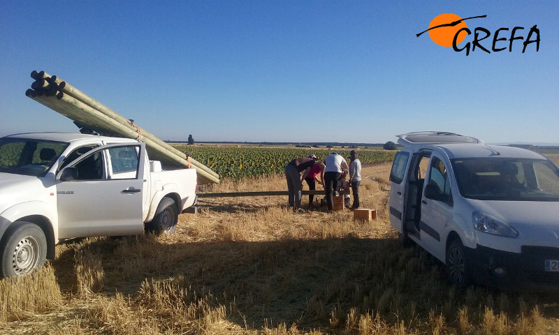 Voluntarios internacionales preparan la instalación de una caja nido para cernícalos en Sauquillo de Cabezas (Segovia). Foto: GREFA.