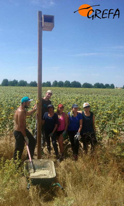 Voluntarios internacionales, junto a la caja nido para cernícalos que han colocado en Sauquillo de Cabezas (Segovia). Foto: GREFA.