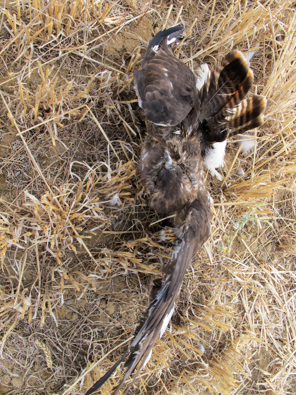 Ratonero electrocutado en Castromocho (Palencia) y apoyo en el que se electrocutó.  Foto: Seprona