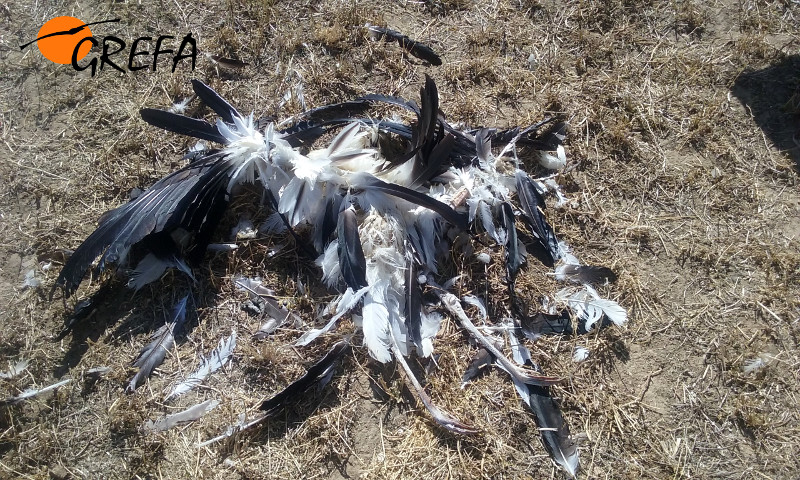 Cigüeña blanca electrocutada en Cuenca de Campos (Valladolid) y apoyo en el que se electrocutó.
