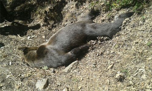 Asturias, año 2016: matan a tiros a un oso pardo