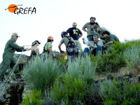Examinando los restos encontrados en el nido de "Larouco", como viene siendo habitual.