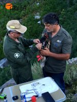 Un técnico del Magrama, ayudado por personal de GREFA, coloca el emisor a "Larouco".