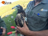 El alimoche "Larouco" con su emisor GPS/GSM recién colocado.