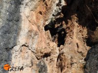 El pollo de alimoche "Covas" se asoma al nido en los momentos previos a su captura para ser marcado con emisor.