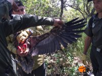 El ala del alimoche "Covas" nos muestra su avanzado estado de desarrollo al ir a marcarlo con emisor.