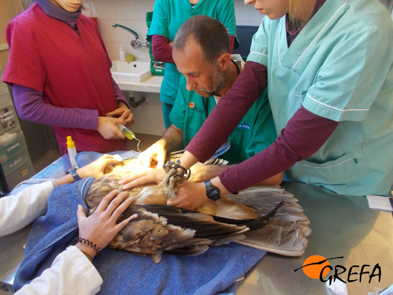 Un águila imperial juvenil es atendida en la enfermería del Hospital de Fauna Salvaje de GREFA. Foto: GREFA.