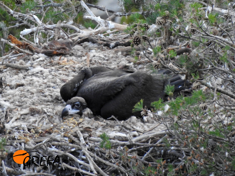 El pollo de "Lorena" y "Quasimodo" descansan en el nido. Foto: Equipo de Trabajo de Boumort/Alinyà.