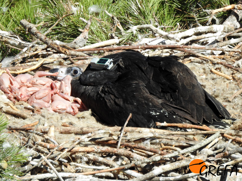Pollo de "Ibex" y "Arex" en el nido, con su emisor visible y algo de comida que le hemos dejado. Foto: Equipo de Trabajo de Boumort/Alinyà.