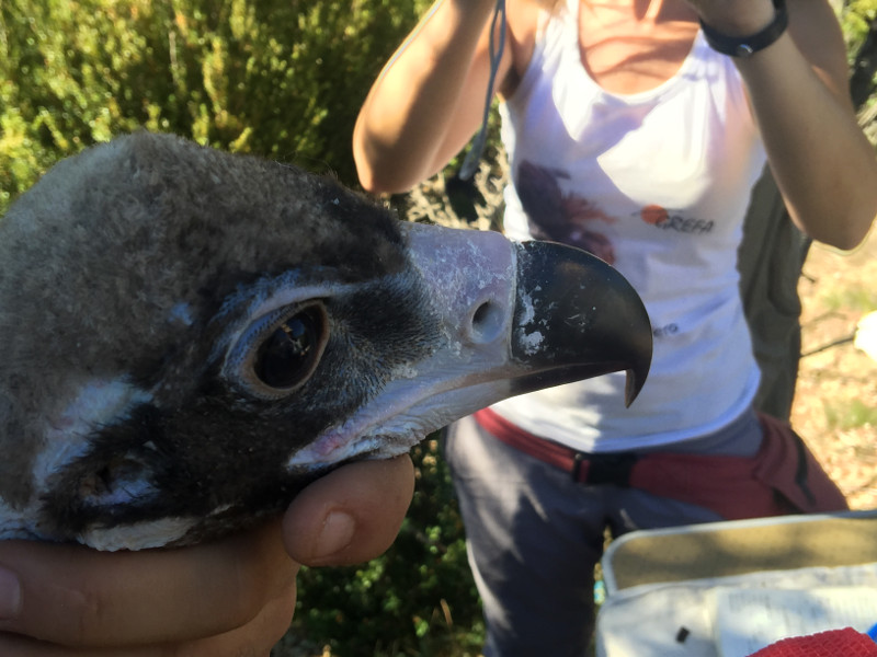 Primer plano del pollo de 'Perla' y 'Portell' durante el marcaje. Foto: Equipo de Trabajo de Boumort/Alinyà.