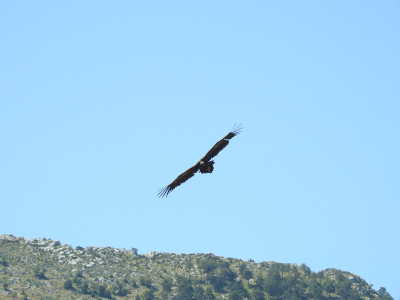 El macho 'Portell' nos sobrevuela cuando nos aproximamos a su pollo para marcarlo. Foto: Equipo de Trabajo de Boumort/Alinyà.