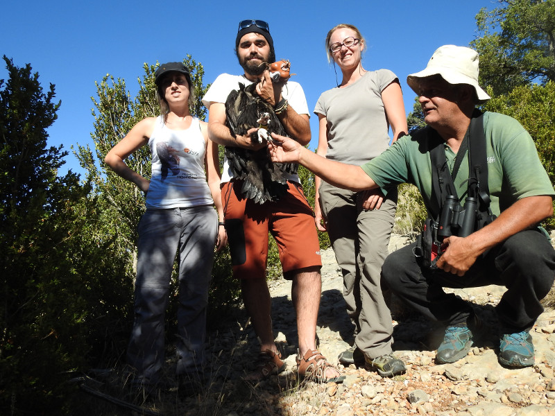 Parte del equipo de trabajo de las asociaciones TRENCA y GREFA antes de devolver el pollo de 'Menta' y 'Mario' al nido, tras su marcaje. Foto: Equipo de Trabajo de Boumort/Alinyà. 