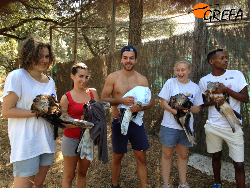 Varios voluntarios internacionales posan con milanos reales y águilas culebreras sometidas a rehabilitación.