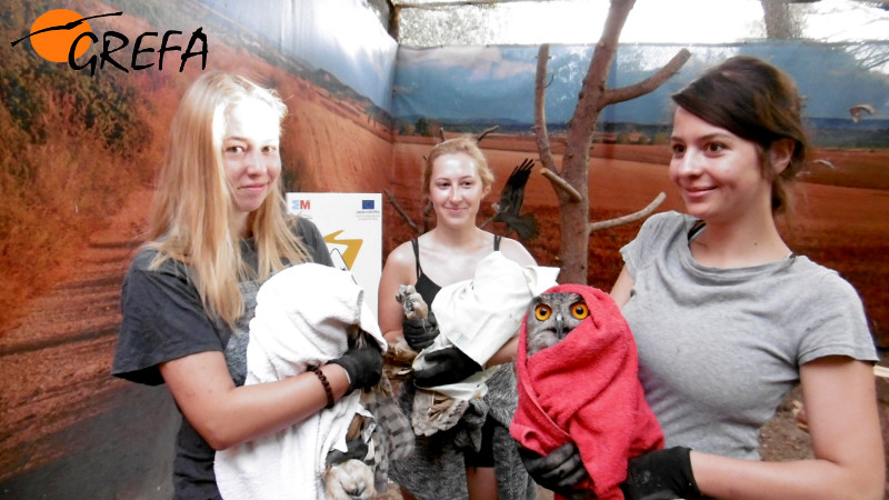 Tres voluntarias del campo de trabajo internacional con tres búhos reales tras la revisión veterinaria que de manera rutinaria se hace  periodicamentea los animales del Centro Naturaleza Viva