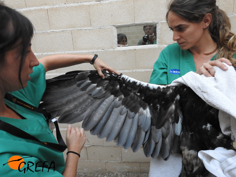 Dos veterinarias examinan en nuestro centro a una de las águilas imperiales cedidas por Andalucía.