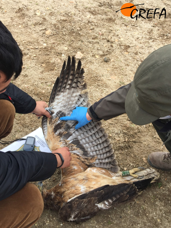 Un Agente de Medio Ambiente (a la derecha) y un miembro de GREFA examinan a un águila perdicera con indicios de haber muerto electrocutada. Foto: GREFA.