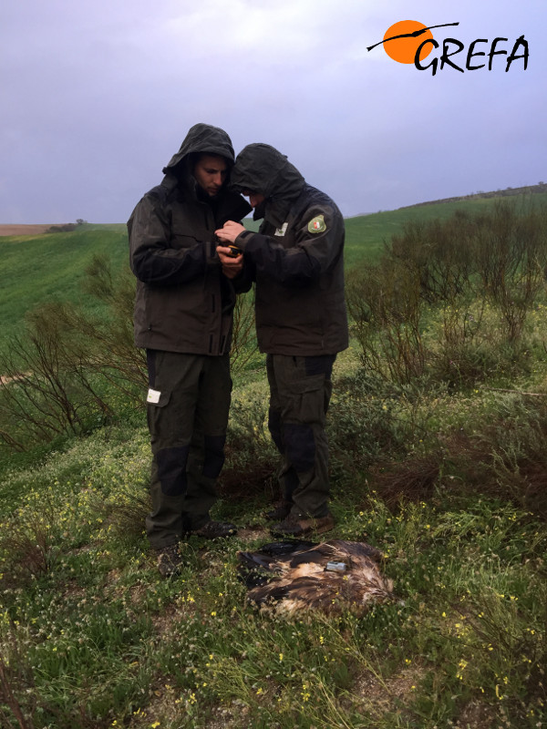 Águila imperial liberada por GREFA (con emisor) y que después de adaptarse e integrarse al medio perfectamente murió electrocutada en Toledo. dos Agentes Medio Ambientales de Castilla La Mancho proceden a su retirada después de ser avisados por GREFA.