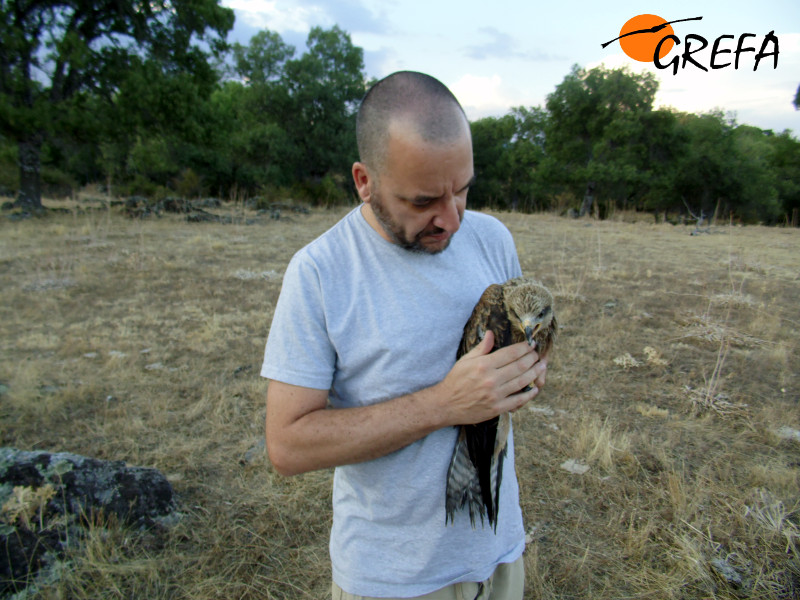El padrino Yago Trillo, instantes antes de dar la libertad al milano negro "Dee Dee".