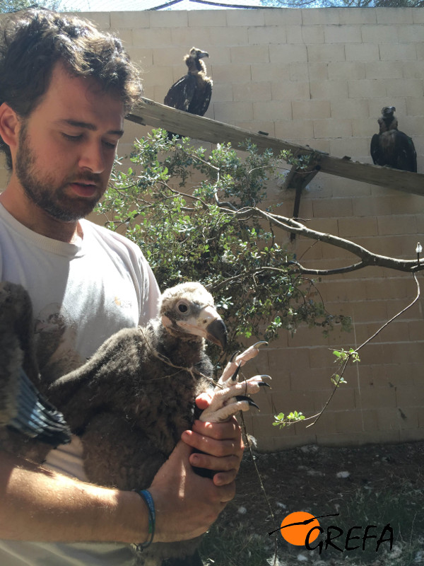 Un miembro de GREFA con un pollo de buitre negro criado en cautividad por esta ONG. Foto: GREFA.