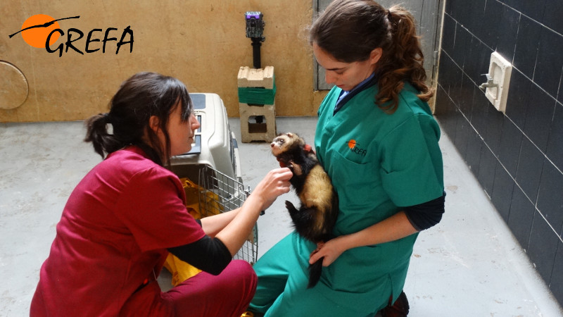 Dos veterinarias atienden a un turón en el Hospital de Fauna Salvaje de GREFA.