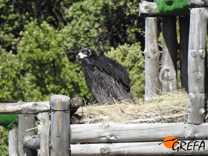 La hembra de buitre negro 'Zarza', en el hacking en el que ha sido emplazada en la reserva prepirenaica de Boumort. Foto: Equipo de Trabajo de Boumort / Alinyà.