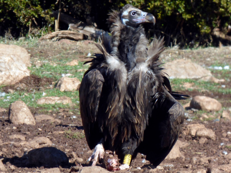 El buitre negro "Menta", en el punto de alimentación suplementaria (PAS) de Boumort. Es una de las hembras de las tres parejas de buitre negro que ya cuentan con pollo nacido este año en la Reserva. Foto: PRBNC.