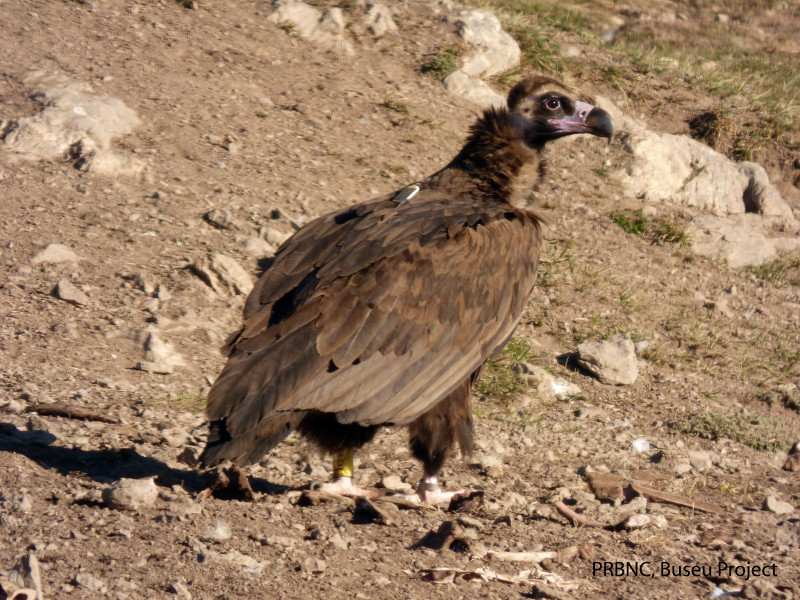 El buitre negro "Pablo", nacido en el centro de cría de GREFA, posado en el punto de alimentación de Buseu, en el Pirineo catalán. Foto: PRBNC y Buseu Project.