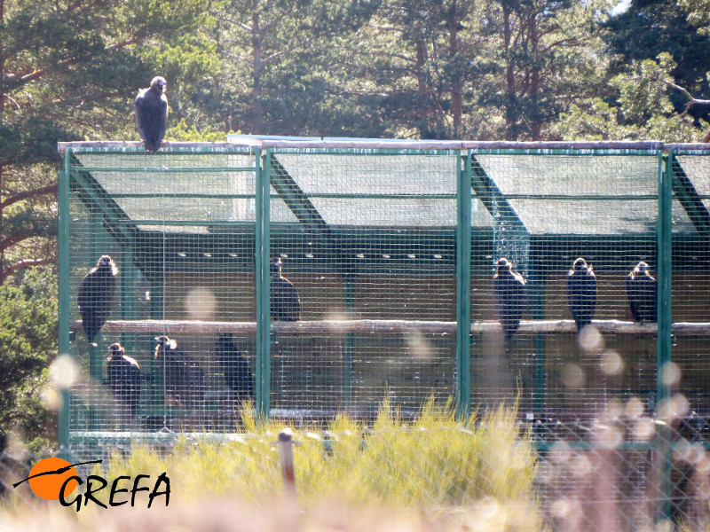 Jaula de aclimatación en Huerta de Arriba (Burgos), ocupada en su interior por buitres negros destinados a su próxima liberación. El ejemplar que aparece posado en el exterior del jaulón, arriba a la izquierda, es una hembra exógena (prodedente de otra colonia).