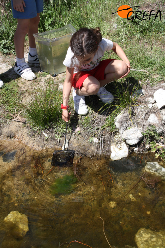 Una niña en una charca del centro de GREFA, durante un Campamento de Verano. 