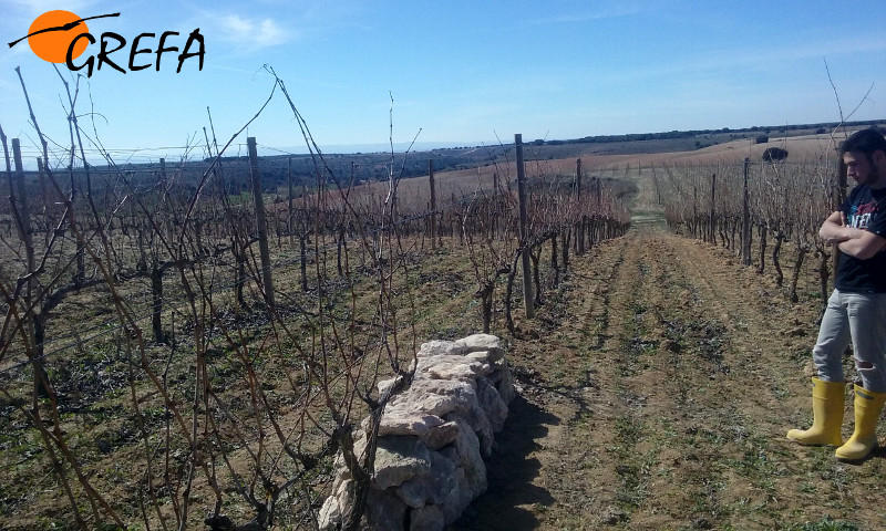 La construcción de muros de piedra para fomentar la biodiversidad, como el de la fotografía, es uno de los frutos de la colabración entre Bodemas Marta Maté y GREFA.