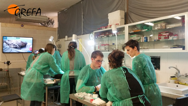 Alumnos del máster de la UAM practican técnicas de primeros auxilios para animales en GREFA.