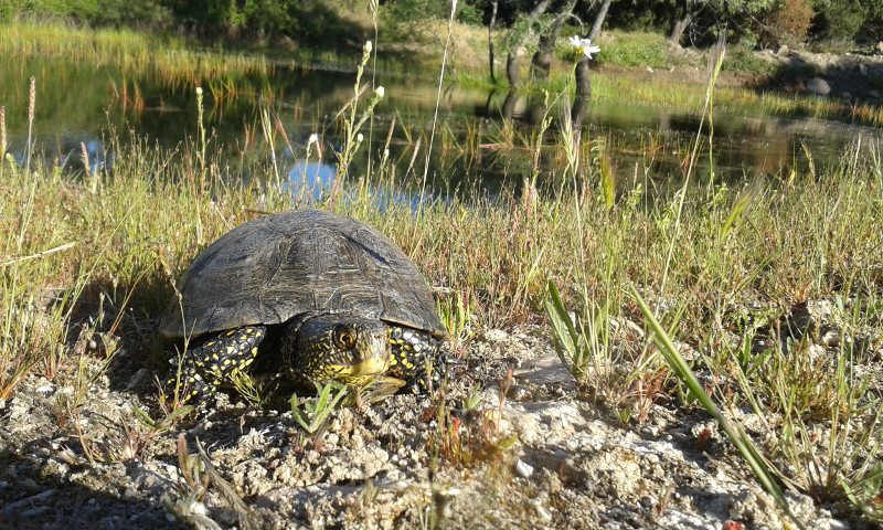 Ejemplar de galápago europeo en su hábitat natural. Foto: GREFA.