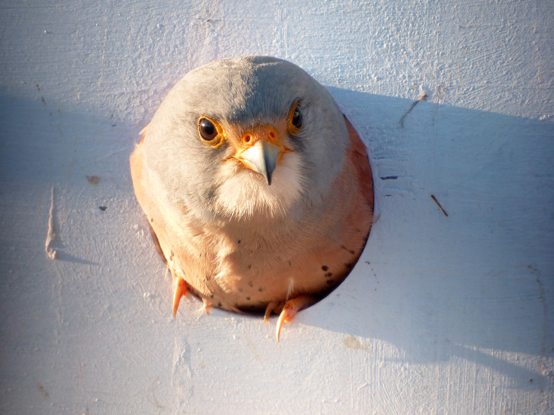 Un macho adulto de cernícalo primilla sale de una caja nido del hacking instalado en la Universidad de Córdoba (UCO).