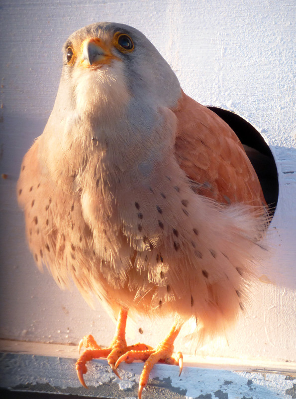 Un macho adulto de cernícalo primilla curiosea desde su posadero en el hacking de la UCO.