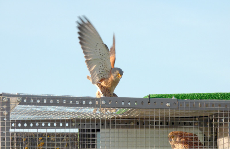 Cópula de una pareja adulta de cernícalo primilla en el hacking de la UCO. Debajo a la derecha se observa a una de las hembras emplazadas para que atraigan a otros ejemplares de su especie.