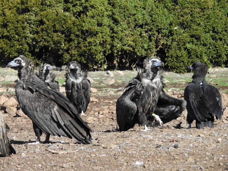 El buitre negro "Modesto", en el centro de la imagen, se pavonea junto con otros buitres negros en un punto de alimentación (PAS) de la Reserva de Boumort (Lleida). Foto: PRBNC.